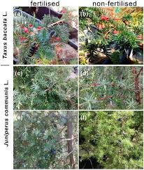 Attēlu rezultāti vaicājumam “Juniperus communis female flower”