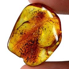 Attēlu rezultāti vaicājumam “Sylvicola sp.”