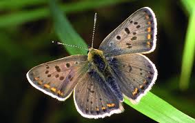 Attēlu rezultāti vaicājumam “Lycaena tityrus female”