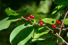 Attēlu rezultāti vaicājumam “Lonicera xylosteum fruit”