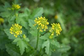 Attēlu rezultāti vaicājumam “Sinapis alba fruit”