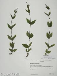 Attēlu rezultāti vaicājumam “Epilobium montanum leaf”