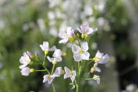 Attēlu rezultāti vaicājumam “Cardamine pratensis”