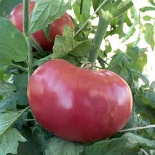 Afbeeldingsresultaat voor mortgage lifter bicolor strain tomato