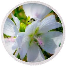 Attēlu rezultāti vaicājumam “Malva moschata alba”