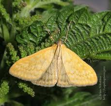 Attēlu rezultāti vaicājumam “Sitochroa verticalis”