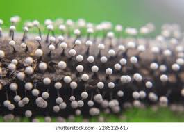 Attēlu rezultāti vaicājumam “Physarum leucophaeum stalked”