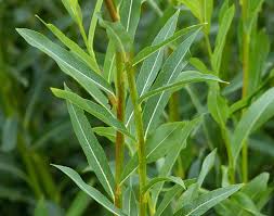 Attēlu rezultāti vaicājumam “Salix purpurea leaf”