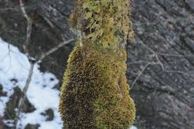 Attēlu rezultāti vaicājumam “Antitrichia curtipendula”