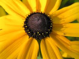 Attēlu rezultāti vaicājumam “Rudbeckia hirta var. pulcherrima flower”