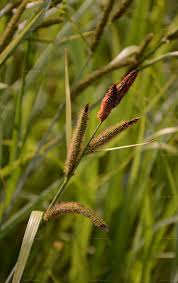 Attēlu rezultāti vaicājumam “Carex acutiformis leaf”