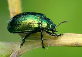 Attēlu rezultāti vaicājumam “Linaeidea aenea”