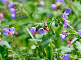 Image result for Lungenkraut