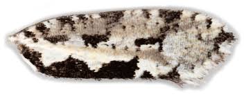 Attēlu rezultāti vaicājumam “Ypsolopha sequella”