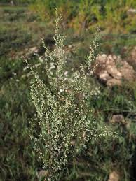 Image result for Artemisia gmelinii