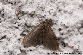 Attēlu rezultāti vaicājumam “Epirrita sp.”