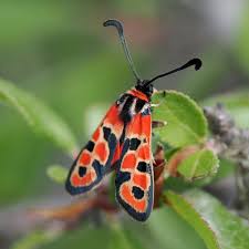 Attēlu rezultāti vaicājumam “Zygaena filipendulae exuvia”