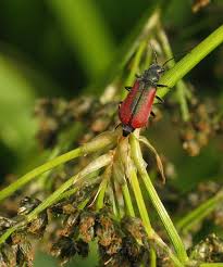 Attēlu rezultāti vaicājumam “Scirpus sylvaticus flower”