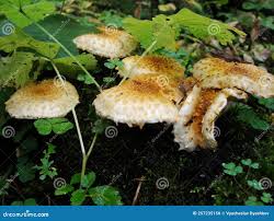 Attēlu rezultāti vaicājumam “Pholiota squarrosoides”