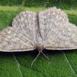 Attēlu rezultāti vaicājumam “Scopula immorata”