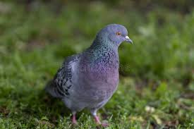 Attēlu rezultāti vaicājumam “Columba livia f. domestica adult”