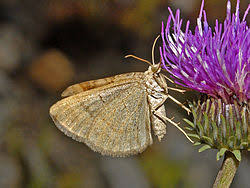 Attēlu rezultāti vaicājumam “Scotopteryx chenopodiata”