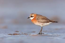 Image result for Charadrius mongolus