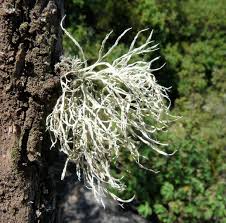 Attēlu rezultāti vaicājumam “Ramalina calicaris”