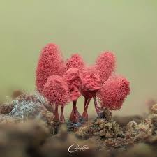 Attēlu rezultāti vaicājumam “Arcyria denudata stalked”