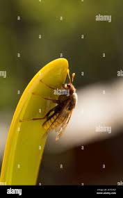 Attēlu rezultāti vaicājumam “Cimbex luteus”