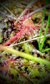 Attēlu rezultāti vaicājumam “Drosera rotundifolia fruit”