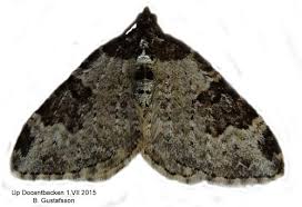 Attēlu rezultāti vaicājumam “Xanthorhoe fluctuata”