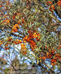 Attēlu rezultāti vaicājumam “Hippophae rhamnoides fruit”