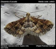 Attēlu rezultāti vaicājumam “Diasemia reticularis”