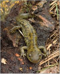 Attēlu rezultāti vaicājumam “Diderma tigrinum macro”