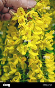 Attēlu rezultāti vaicājumam “Laburnum anagyroides leaf”