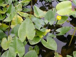Attēlu rezultāti vaicājumam “Nuphar lutea leaf”