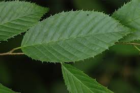 Attēlu rezultāti vaicājumam “Carpinus caroliniana”