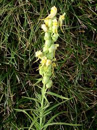 Attēlu rezultāti vaicājumam “Linaria vulgaris bud”