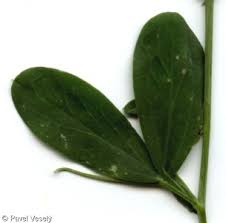 Attēlu rezultāti vaicājumam “Lathyrus tuberosus leaf”