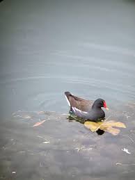 Attēlu rezultāti vaicājumam “Gallinula chloropus adult”