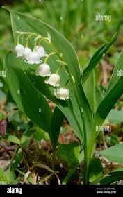 Attēlu rezultāti vaicājumam “Convallaria majalis leaf”