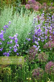 Attēlu rezultāti vaicājumam “Campanula persicifolia bud”