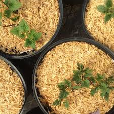 Attēlu rezultāti vaicājumam “Lathyrus vernus fruit”