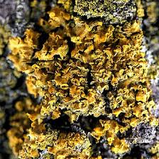 Attēlu rezultāti vaicājumam “Xanthoria candelaria”