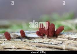 Attēlu rezultāti vaicājumam “Arcyria major spores”