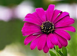 Image result for Dimorphotheca pluvialis