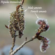 Attēlu rezultāti vaicājumam “Populus x canadensis male flower”