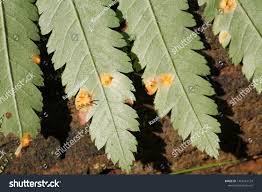 Attēlu rezultāti vaicājumam “Gymnosporangium cornutum”