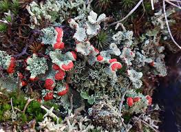 Attēlu rezultāti vaicājumam “Cladonia coccifera”